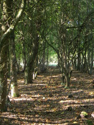 Oct 2013: C13 plantation interior